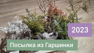 Распаковка посылки из Гаршинки 2023. Прострелы, туя, пихта и др. 🌱