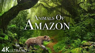 Amazon Jungle: 5 Unsolved Mysteries.shahza voice
