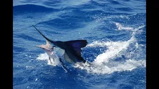 White Marlin 2018  Puerto Morales