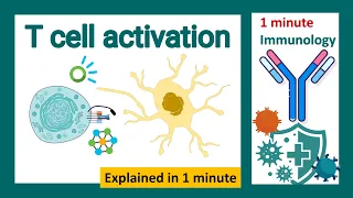 T cell activation explained in 1 minute | immunology in 1 minute