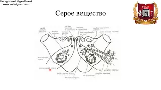 Продолговатый мозг:  строение и функциональное значение ядер и проводящих путей