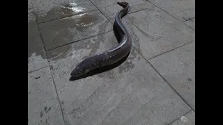 Conger eel fishing from shore