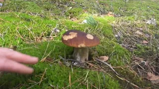 Прогулка в лесу за грибами ...