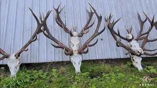 Red Stags rutting season in Poland