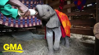 Baby elephant who was rescued from a well is so loved by new elephant family l GMA Digital