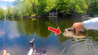 Sight Fishing for Bass with TOPWATER FROGS (EPIC!)