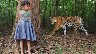 tiger attack man in the forest | tiger attack in jungle, royal bengal tiger attack