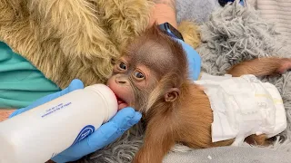 Critically Endangered Sumatran Orangutan Born at Audubon Zoo