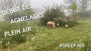 Début des AGNELAGES plein air, MAI 2020