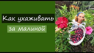 Как ухаживать за малиной???