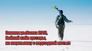 Зимняя рыбалка 2019,  Бойкий клёв густеры, на мормышку с подсадкой мотыл