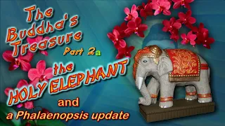 The Buddha’s Treasure – Part 2a   THE HOLY ELEPHANT and a Phalaenopsis update– 24 06 2021
