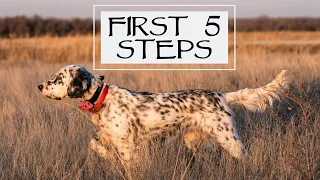 First Steps With a New Dog - Pro Training