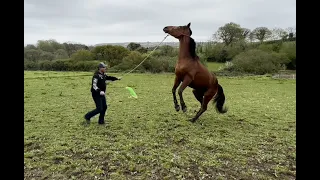 Horse adopted from Maltese racetrack is confused and needs help fast!