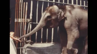 Dublin (zoo) 1969 archive footage