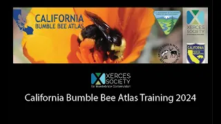 California Bumble Bee Atlas Training 2024
