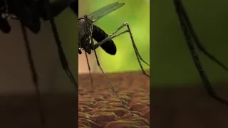 O que Acontece na Picada de Mosquito até a Malaria