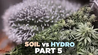 Hydro vs Soil Part 5 Day 56-70 - Chop Time - Harvesting a Double Grape - RDWC