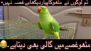 Angry Mithu fighting with me || Angry talking Parrot