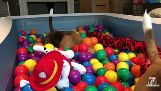 BEAGLES get an INDOOR BALLPIT SURPRISE : Funny Beagles Louie & Marie