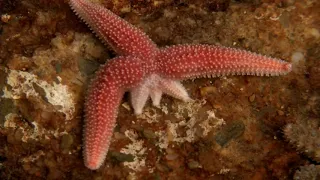 Starfish Limb Regeneration