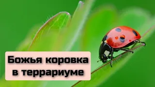 Божья коровка в террариуме. Ladybug in enclosure. #божьякоровка