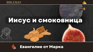 Почему Иисус проклял смоковницу?