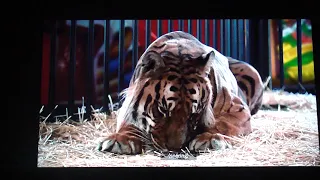 Dr. Dolittle (1998) Taking Jake the Tiger into Tests