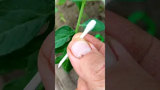 FREE DRIP IRRIGATION FROM A PLASTIC BOTTLE / BOTTLE-DRIP IRRIGATION WITH YOUR OWN HANDS