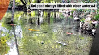 The Koi pond was always filled with clear water.(Akiruno, Tokyo) 透明な湧き水で満たされた鯉池（あきる野市、東京）