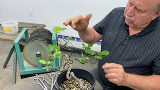 Transforming an Apple Tree Into a Semi Cascade Bonsai