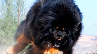 lets take a deeper look into the Tibetan Mastiff dog breed