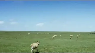 Qinghai Lake, an inspiring story of bio-conservation | Stories shared by Xi Jinping