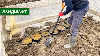 Сделал свой питомник растений на участке