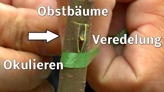 Veredeln, okulieren von Obstbäumen zeigt der Gärtner