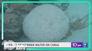 Florida scientists expect coral reef bleaching amid high ocean temperatures, climate change