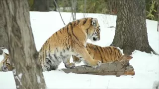 The Bronx Zoo Tiger Cubs' First Blizzard