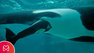 HOW WHALES ARE BORN