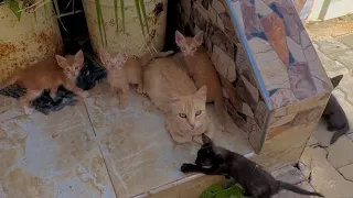 Mama Cat had 6 shy kittens but she was very hungry.