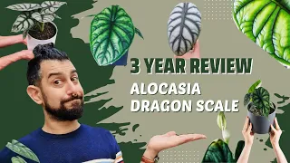 Alocasia Dragon Scale 3-Yr Review | Green & Silver | Are they Easy to Grow?