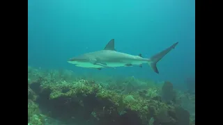 Scuba diving Cayo Largo 2023 avril