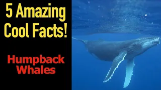 5 Fascinating Facts About Humpback Whales