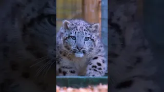 Snow leopard cub stalking! 😍 #shorts #throwback