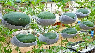 Growing watermelon hanging hammock for beginners, Fruit is big and sweet