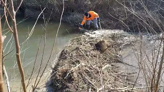 Expedition #4 | Beaver dam removal. Using rake. Many sticks and branches. Sunny day