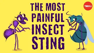 The world’s most painful insect sting - Justin Schmidt