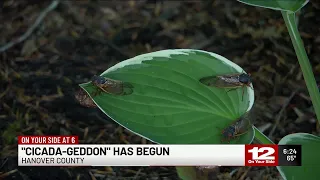 The great cicada invasion has begun in central Virginia
