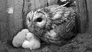 Tawny Owl Dad Takes Precious Time With His Chicks | Luna & Bomber | Robert E Fuller