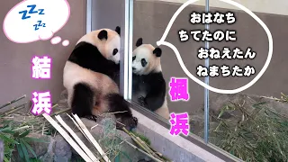 【話し中に結浜居眠り】アドベンチャーワールド子パンダ楓浜はよく姉に相談に行く