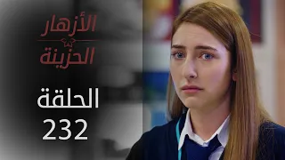مسلسل الأزهار الحزينة | الحلقة 232 - الموسم الثاني